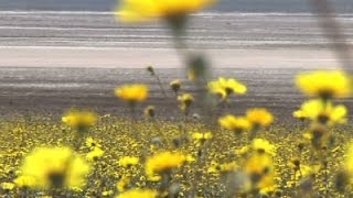 Watch Rare 'Super Bloom' Carpets Death Valley in Gold Video
