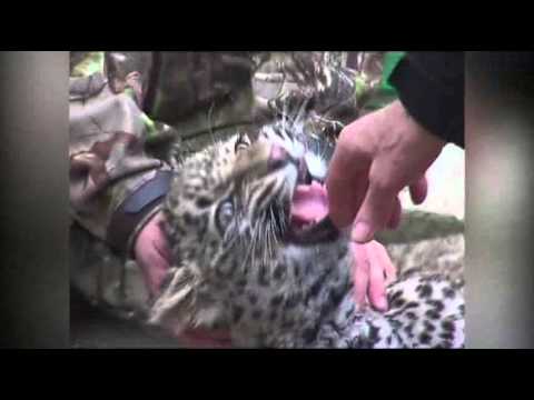 Watch Raw- Putin Visits Persian Leopards Sanctuary News Video Video