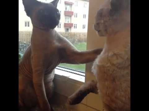 Watch Animal Voiceover - "I got a girlfriend calm down!!!" - 7 Seconds Funny Video Video