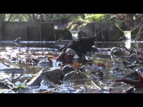 Watch California Drought Has Communities in Crisis News Video Video