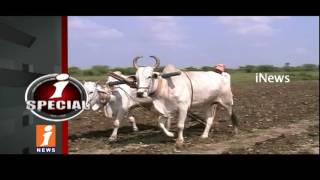 Watch Farmers Suffering With Huge Losses To ProdueYield Crops | iSpecial | iNews Video