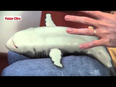 Watch Funny Videos - Funny Animal - Grayfish love so cute  Funny Videos 2015 Video