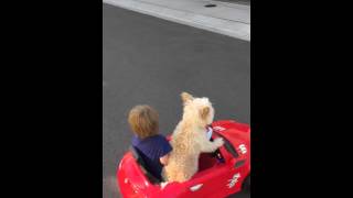 Watch Dog drives Little Boy in Car.....Daisy Driving Oliver Video