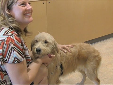 Watch Dog Rescued, Survived Fall Off 200-foot Cliff News Video Video