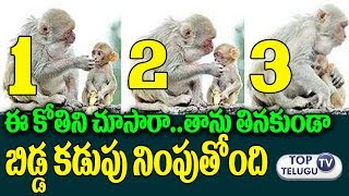 Watch à°¤à°¾à°¨à± à°¤à°¿à°¨à°¡à°‚ à°®à°¾à°¨à±‡à°¸à°¿ à°¬à°¿à°¡à±à°¡ à°•à°¡à±à°ªà± à°¨à°¿à°‚à°ªà±à°¤à±‹à°‚à°¦à°¿ | Monkey giving food to her baby | Interesting Telugu News Video