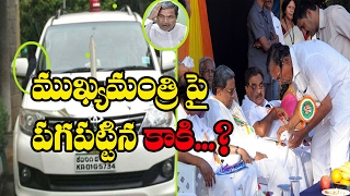 Watch CROW REVENGE on Karanataka CM SIDDARAMAIAH || à°¸à±€à°Žà°‚à°•à°¿ à°•à±‚à°¡à°¾ à°•à°¾à°•à±à°² à°¬à°¾à°§ à°¤à°ªà±à°ªà°Ÿà±à°²à±‡à°¦à±  || RECTV INDIA Video