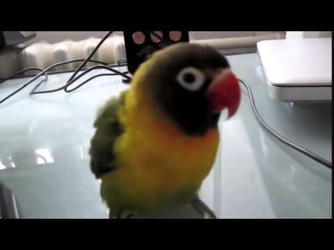 Watch Funny Animals - Funny Parrot - Funny Video the best 2015 Video