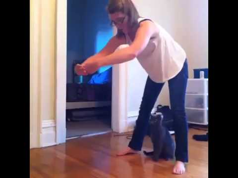 Watch Amazing Cat - Best Funny Video Video