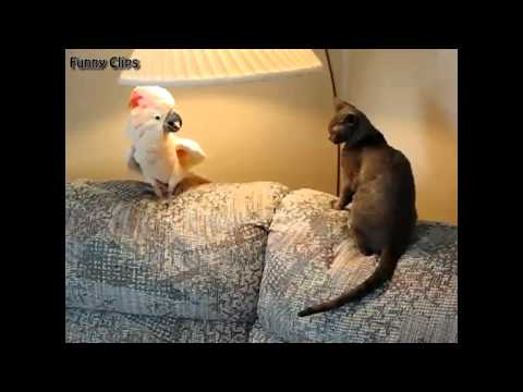 Watch Funny video - Funny Animal - Funny Cat and Parrot Video
