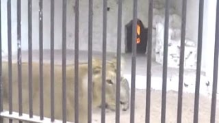 Watch Zoo puts up fireplaces near enclosures to comfort animals Video