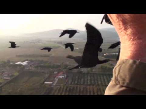Watch Scientists Crack Reasons Behind Bird Formations News Video Video