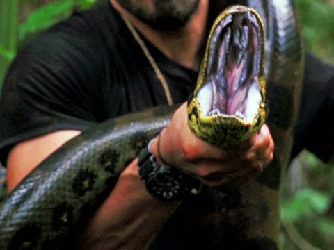Watch Conservationist 'Eaten Alive' by Snake on TV News Video Video