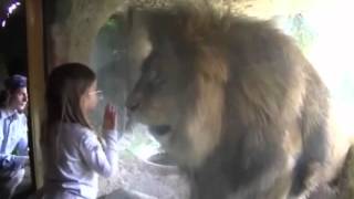 Watch Little girl blows lion a kiss at the zoo - but did not expect this reaction Video