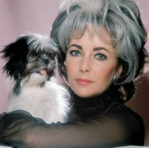 Free Download Elizabeth-Taylor 5 1041 Wallpaper HD FREE (Download 1041 HD wallpaper FREE)