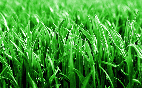 Wallpaper FREE