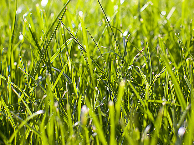 Wallpaper FREE