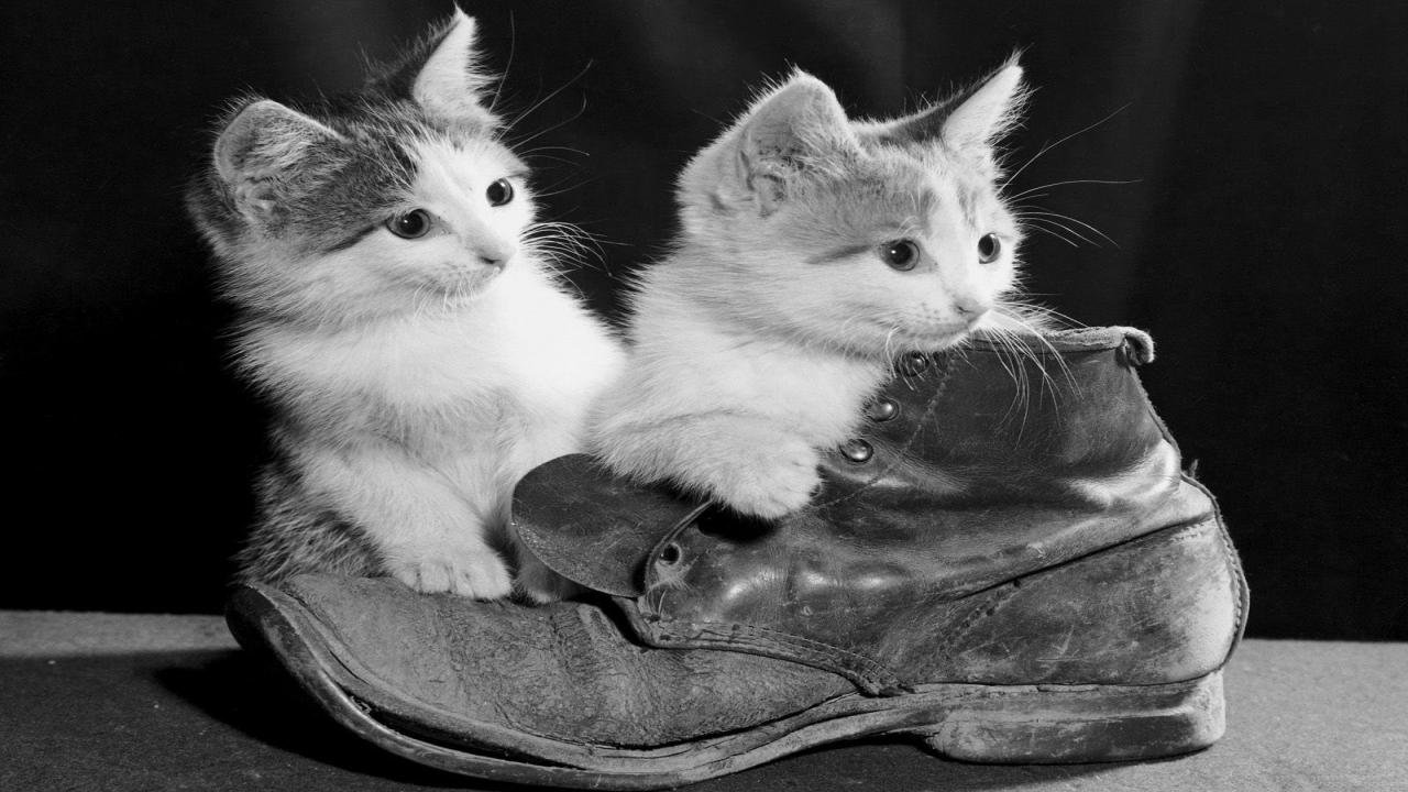 Free Download Photography Wallpaper Animal Life Cats Kittens 1038 Wallpaper HD FREE (Download 1038 HD wallpaper FREE)