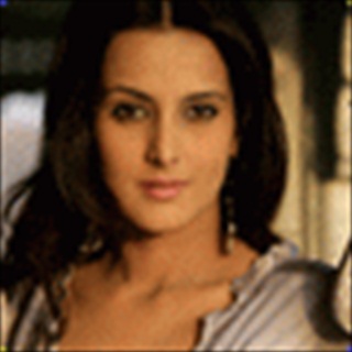 Free Download tulip Joshi 1038 Wallpaper HD FREE (Download 1038 HD wallpaper FREE)