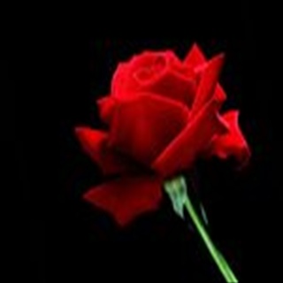 Free Download Flowers 214 Wallpaper HD FREE (Download 214 HD wallpaper FREE)