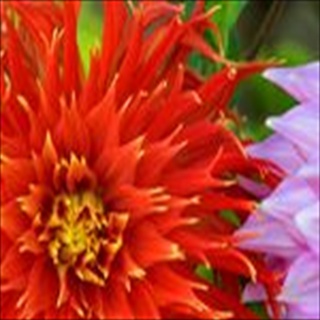 Free Download Flowers 222 Wallpaper HD FREE (Download 222 HD wallpaper FREE)