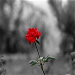 Free Download Flowers 229 Wallpaper HD FREE (Download 229 HD wallpaper FREE)