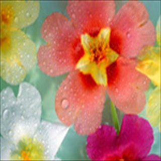 Free Download Flowers 257 Wallpaper HD FREE (Download 257 HD wallpaper FREE)