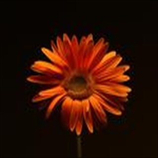 Free Download Flowers 1029 Wallpaper HD FREE (Download 1029 HD wallpaper FREE)