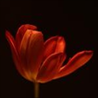 Free Download Flowers 248 Wallpaper HD FREE (Download 248 HD wallpaper FREE)