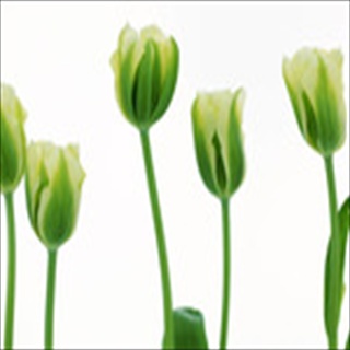 Free Download Flowers 1041 Wallpaper HD FREE (Download 1041 HD wallpaper FREE)