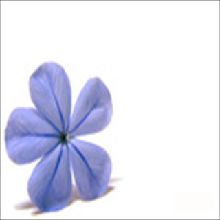 Free Download Flowers 220 Wallpaper HD FREE (Download 220 HD wallpaper FREE)