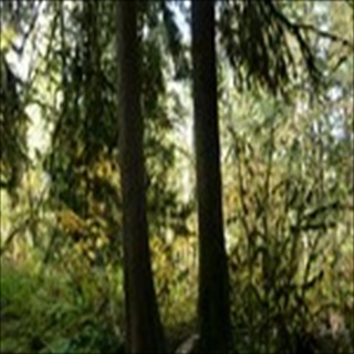 Free Download Forest 1009 Wallpaper HD FREE (Download 1009 HD wallpaper FREE)