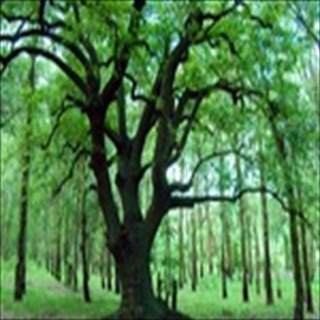 Download Forest Wallpaper HD FREE