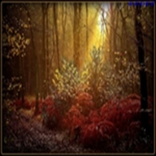 Free Download Forest 454 Wallpaper HD FREE (Download 454 HD wallpaper FREE)