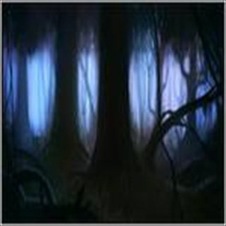 Free Download Forest 257 Wallpaper HD FREE (Download 257 HD wallpaper FREE)