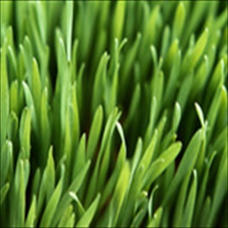 Free Download Grass 854 Wallpaper HD FREE (Download 854 HD wallpaper FREE)
