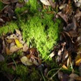Free Download Grass 1031 Wallpaper HD FREE (Download 1031 HD wallpaper FREE)