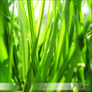 Free Download Grass 1054 Wallpaper HD FREE (Download 1054 HD wallpaper FREE)