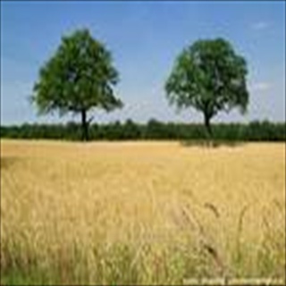 Free Download Grass 1054 Wallpaper HD FREE (Download 1054 HD wallpaper FREE)