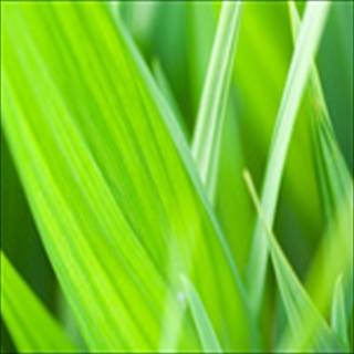Free Download Grass 914 Wallpaper HD FREE (Download 914 HD wallpaper FREE)