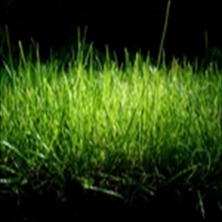 Free Download Grass 854 Wallpaper HD FREE (Download 854 HD wallpaper FREE)