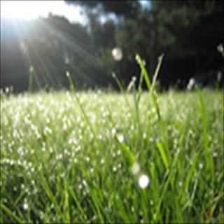 Free Download Grass 841 Wallpaper HD FREE (Download 841 HD wallpaper FREE)