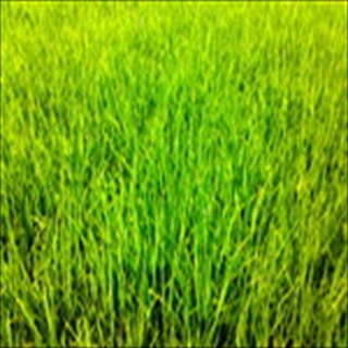 Free Download Grass 731 Wallpaper HD FREE (Download 731 HD wallpaper FREE)