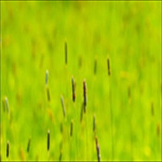 Free Download Grass 841 Wallpaper HD FREE (Download 841 HD wallpaper FREE)