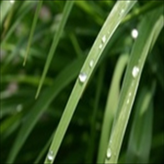 Free Download Grass 1030 Wallpaper HD FREE (Download 1030 HD wallpaper FREE)