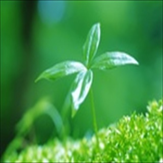 Free Download Grass 234 Wallpaper HD FREE (Download 234 HD wallpaper FREE)