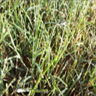 Free Download Grass 234 Wallpaper HD FREE (Download 234 HD wallpaper FREE)