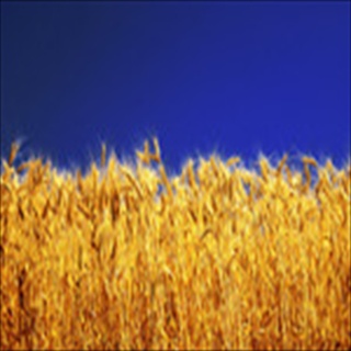 Free Download Grass 451 Wallpaper HD FREE (Download 451 HD wallpaper FREE)