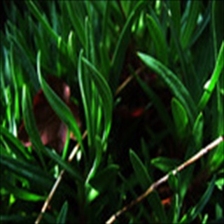Free Download Grass 731 Wallpaper HD FREE (Download 731 HD wallpaper FREE)