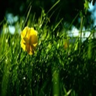 Free Download Grass 841 Wallpaper HD FREE (Download 841 HD wallpaper FREE)