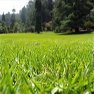 Free Download Grass 731 Wallpaper HD FREE (Download 731 HD wallpaper FREE)